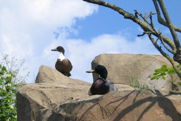 Fra mariehønen evigglad til tiktok: Børnesangens rejse gennem generationer